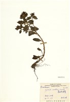 藏品(茅毛珍珠菜)的圖片